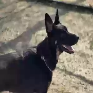 adoptable Dog in Carle Place, NY named Lyka