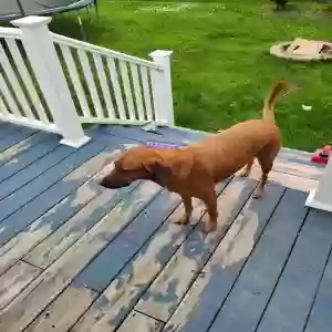 adoptable Dog in Howell, MI named Riley