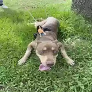 adoptable Dog in Dickinson, TX named Astro