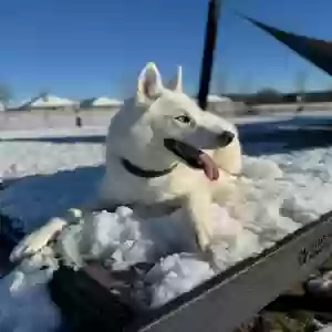 adoptable Dog in Carrollton, TX named Ghost