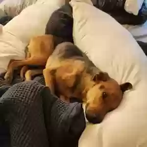 adoptable Dog in Copperas Cove, TX named Bruno