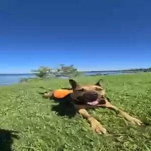 adoptable Dog in Farmersville, TX named Sloane