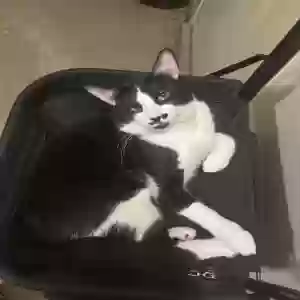adoptable Cat in Jamaica, NY named Mr.Vocals