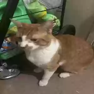 adoptable Cat in Jamaica, NY named Pumpkin
