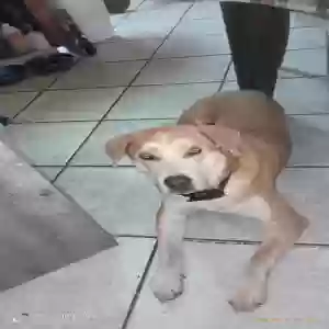 adoptable Dog in Corpus Christi, TX named Unknown