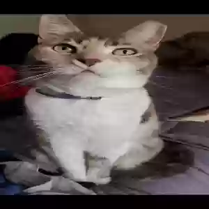 /images/pets/original/2183980_actual_three.webp