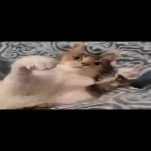 /images/pets/original/2183980_actual_two.webp