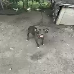 adoptable Dog in Alexandria, LA named Lucky