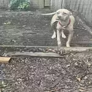adoptable Dog in Alexandria, LA named Nautica