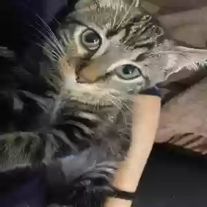 adoptable Cat in Port Huron, MI named Unknown