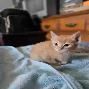 adoptable Cat in Palmdale, CA named None