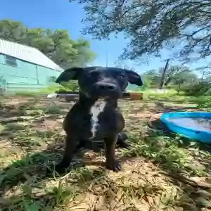 adoptable Dog in Brownwood, TX named Milly