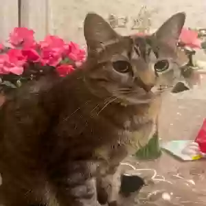 adoptable Cat in Saint Paul, MN named Kitty