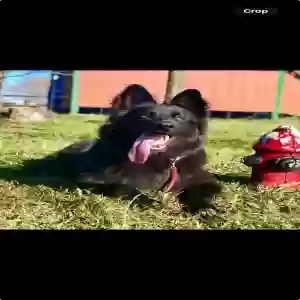/images/pets/original/2184012_actual_three.webp