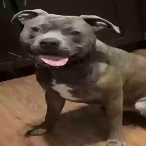 adoptable Dog in The Colony, TX named Dash