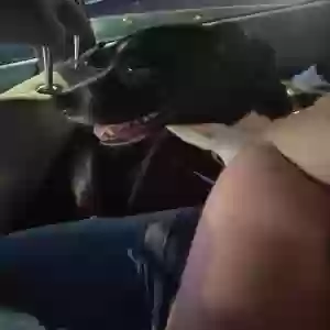 adoptable Dog in Miamisburg, OH named Maddie