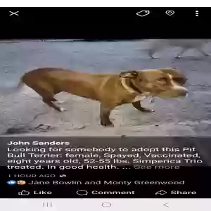 adoptable Dog in Inverness, FL named Tera