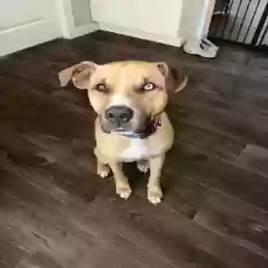 adoptable Dog in Katy, TX named Bleu