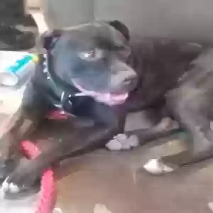 adoptable Dog in Landers, CA named Axe