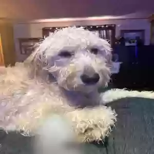 adoptable Dog in Utica, MI named Gracie