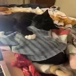 adoptable Cat in Connellsville, PA named Hudson