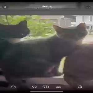 adoptable Cat in Connellsville, PA named Lulu