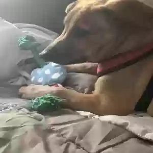 adoptable Dog in Norcross, GA named Toaster