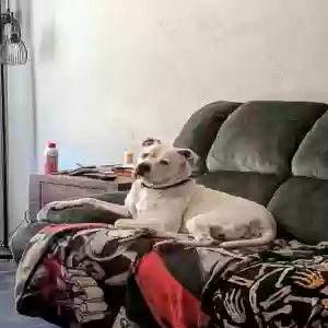 adoptable Dog in Lemoore, CA named Zero