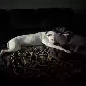 /images/pets/original/2184150_actual_three.webp