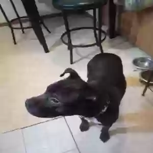 adoptable Dog in Canton, OH named King