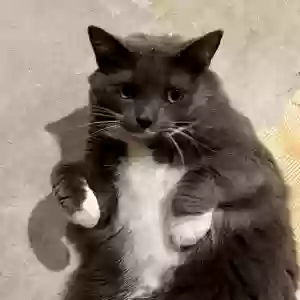adoptable Cat in Chesterton, IN named King
