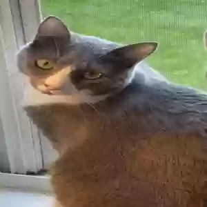 adoptable Cat in Chesterton, IN named Boo