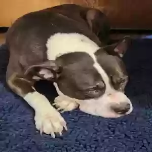 adoptable Dog in Spring, TX named Roxie Roxanne