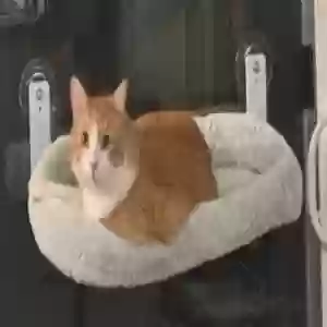 adoptable Cat in San Clemente, CA named Howard