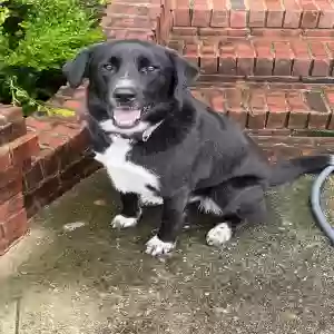 adoptable Dog in Celina, TN named Dolly
