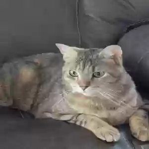 adoptable Cat in Naples, FL named KIKI