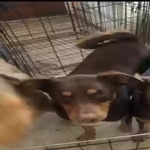 adoptable Dog in Bellflower, CA named SQUITRTĹE