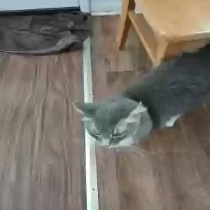 adoptable Cat in Panama City, FL named Banyon B