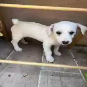 adoptable Dog in El Cajon, CA named Matcha