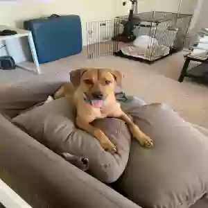 adoptable Dog in Ann Arbor, MI named Jack
