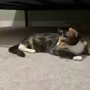 /images/pets/original/2184243_actual_three.webp