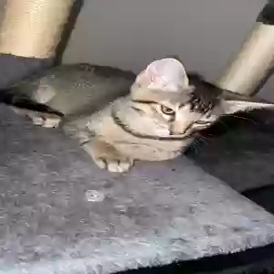 adoptable Cat in Mansfield, TX named Chunks