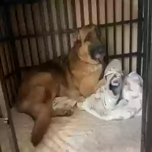 adoptable Dog in Land O Lakes, FL named Willy