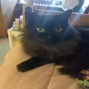adoptable Cat in Lakewood, WA named Penelope