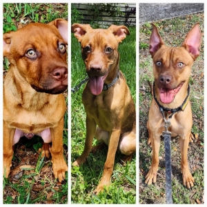 /images/pets/original/2184306_22364_20240121_211835.jpg