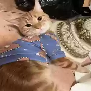 adoptable Cat in Fresh Meadows, NY named Ginger