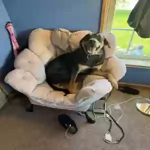 adoptable Dog in Washington, MI named Bear
