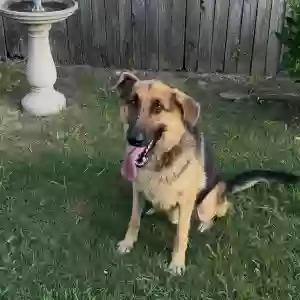 adoptable Dog in Arlington, TX named Unknown