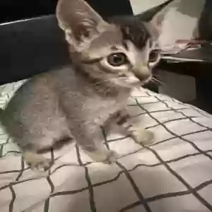 adoptable Cat in Modesto, CA named Four kittens