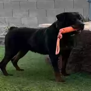 adoptable Dog in North Las Vegas, NV named Max